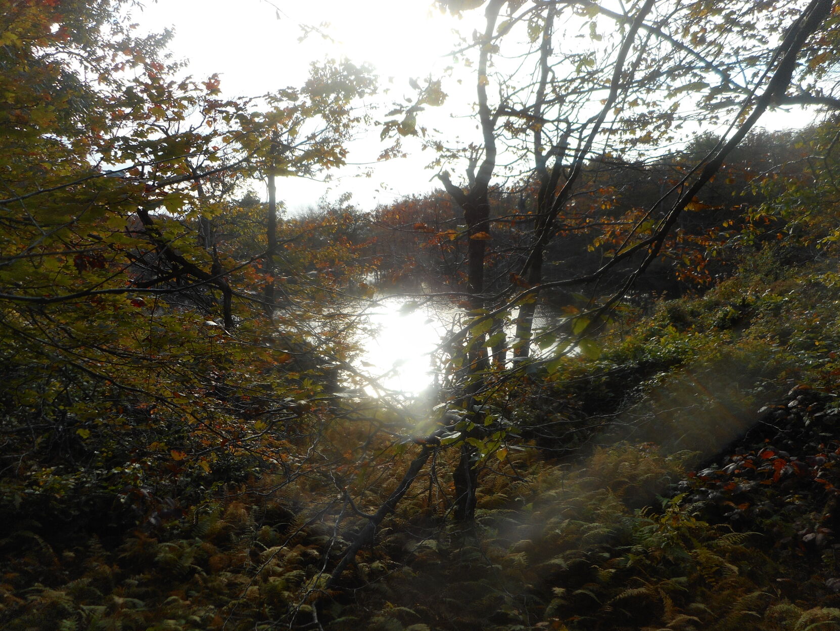 Spruce pond.JPG